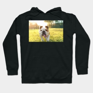 Cute English Bulldog Puppy Digital Painting Hoodie